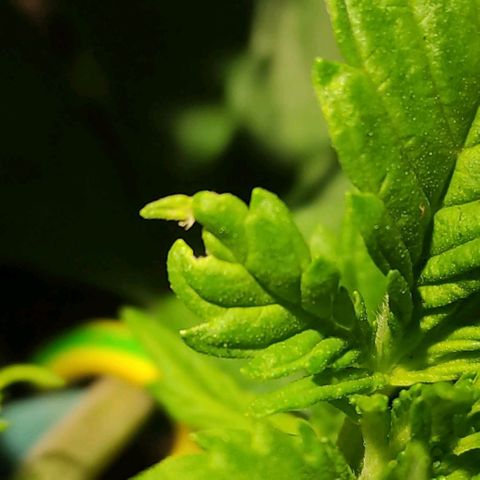 Tuti girl growlog timeline photo