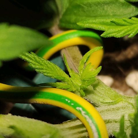 Tuti girl growlog timeline photo