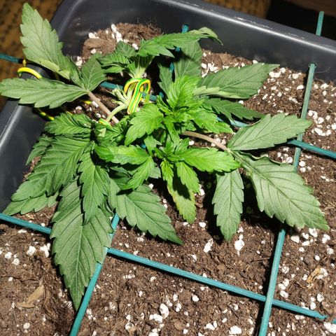 Tuti girl growlog timeline photo