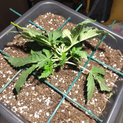 Tuti girl growlog timeline photo