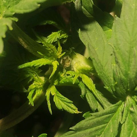 Tuti girl growlog timeline photo