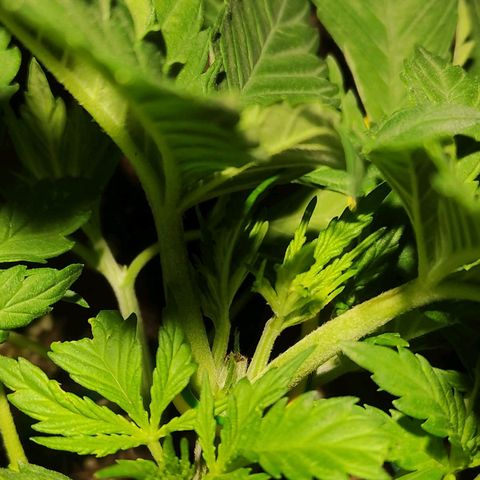 Tuti girl growlog timeline photo