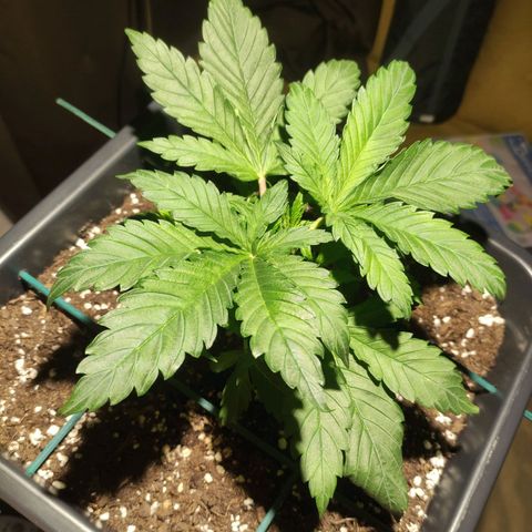 Tuti girl growlog timeline photo