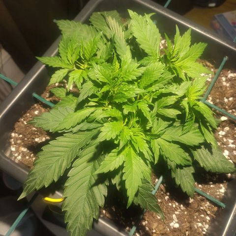 Tuti girl growlog timeline photo