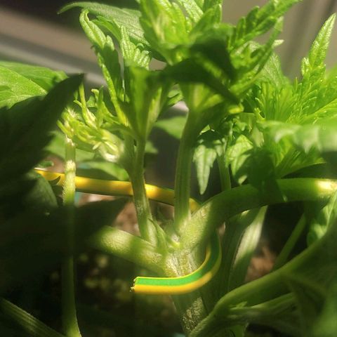 Tuti girl growlog timeline photo