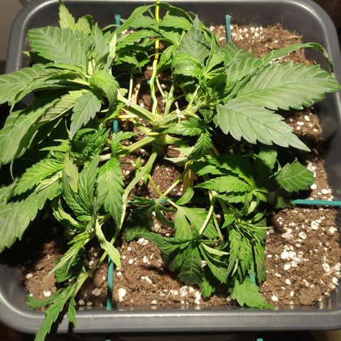 Tuti girl growlog timeline photo