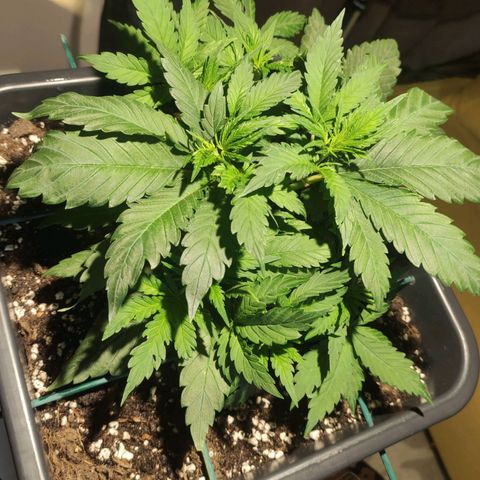 Tuti girl growlog timeline photo