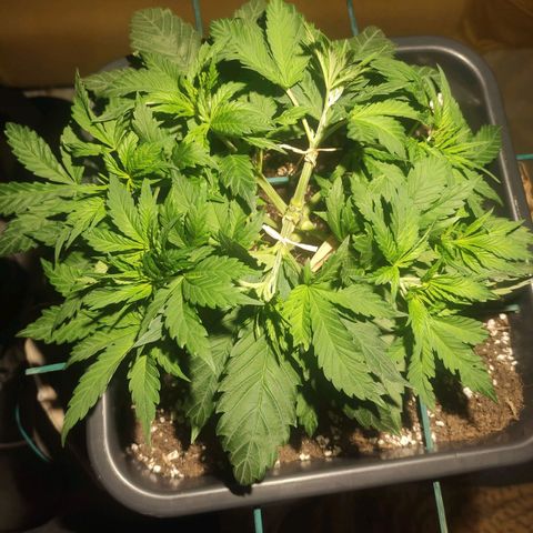 Tuti girl growlog timeline photo