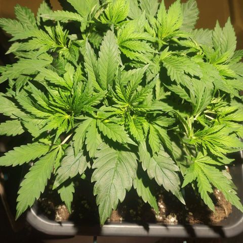Tuti girl growlog timeline photo