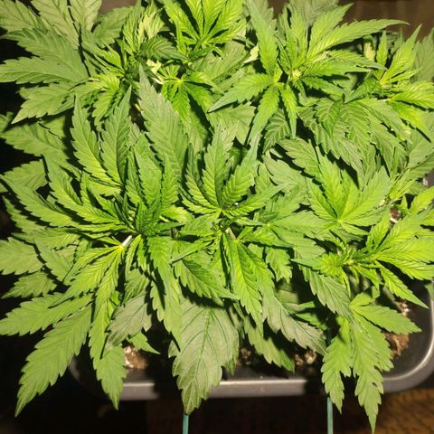 Tuti girl growlog timeline photo