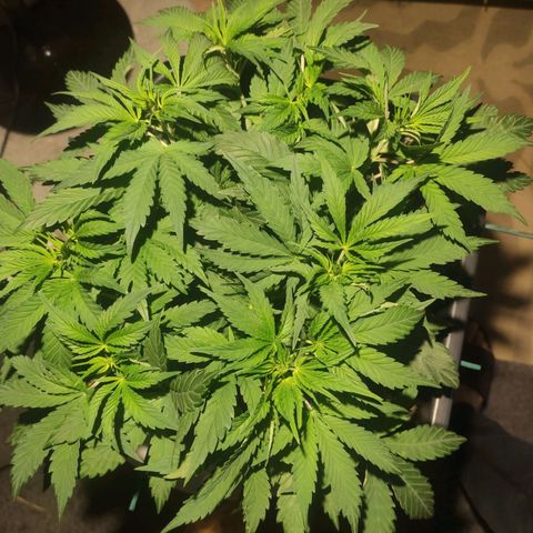 Tuti girl growlog timeline photo