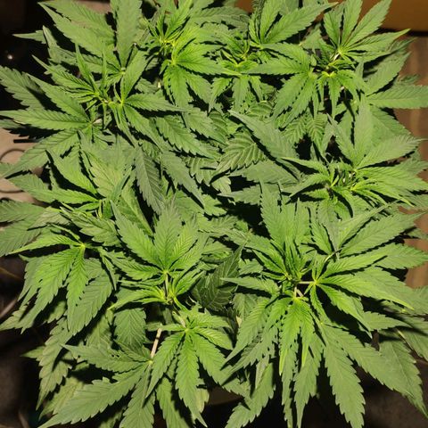 Tuti girl growlog timeline photo