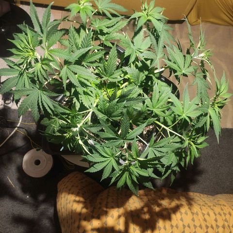 Tuti girl growlog timeline photo