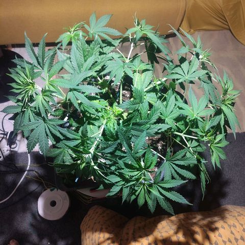 Tuti girl growlog timeline photo