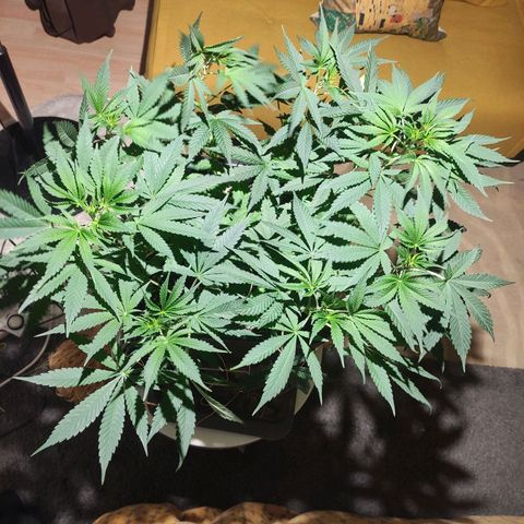 Tuti girl growlog timeline photo
