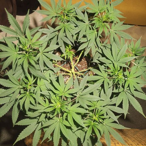 Tuti girl growlog timeline photo