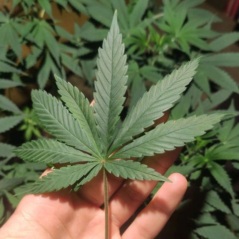 Tuti girl growlog timeline photo