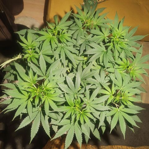 Tuti girl growlog timeline photo
