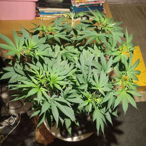 Tuti girl growlog timeline photo