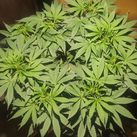 Tuti girl growlog timeline photo