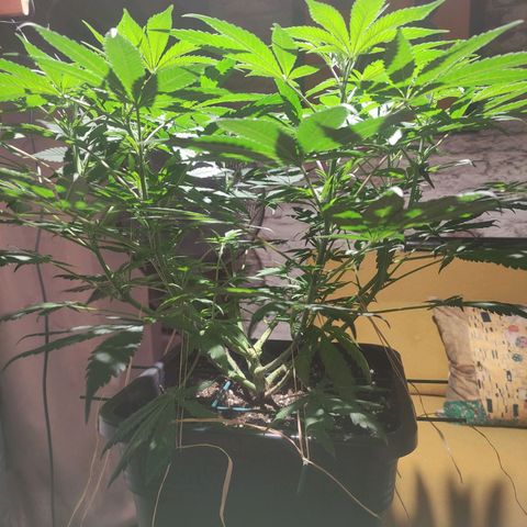 Tuti girl growlog timeline photo