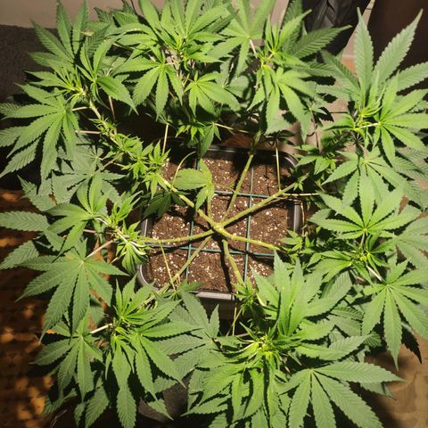Tuti girl growlog timeline photo
