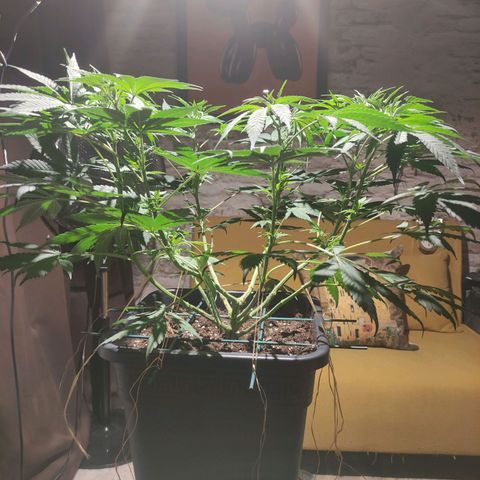 Tuti girl growlog timeline photo