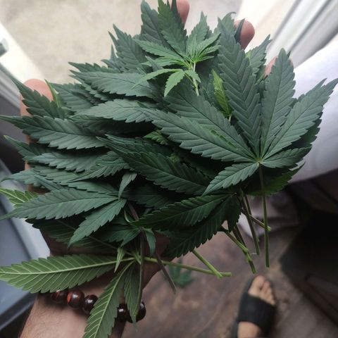 Tuti girl growlog timeline photo