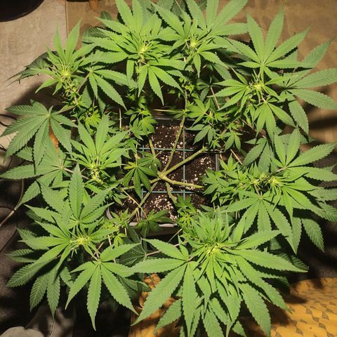 Tuti girl growlog timeline photo