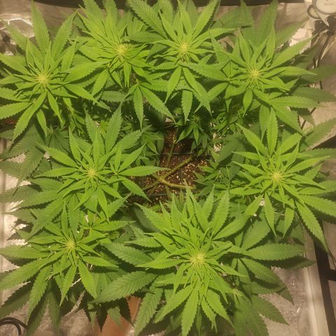 Tuti girl growlog timeline photo