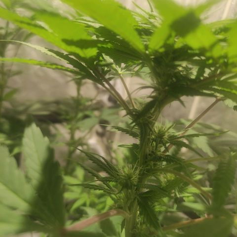 Tuti girl growlog timeline photo