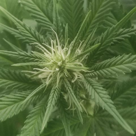 Tuti girl growlog timeline photo