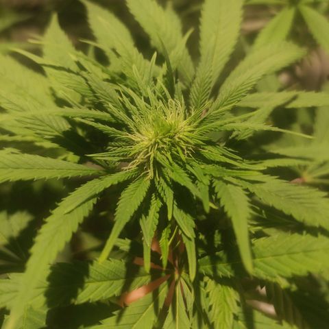 Tuti girl growlog timeline photo