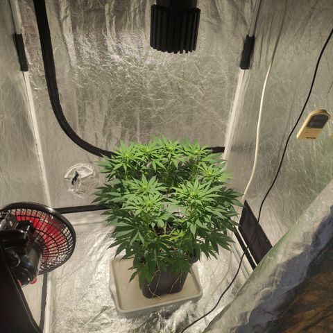 Tuti girl growlog timeline photo