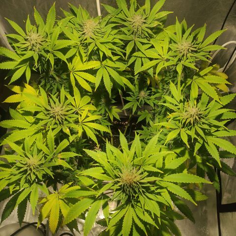 Tuti girl growlog timeline photo