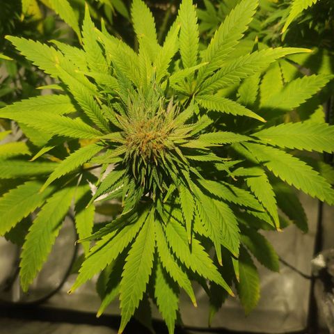 Tuti girl growlog timeline photo