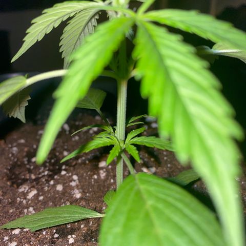 Banana Blaze  growlog timeline photo