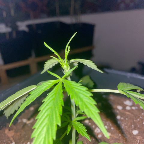 Banana Blaze  growlog timeline photo