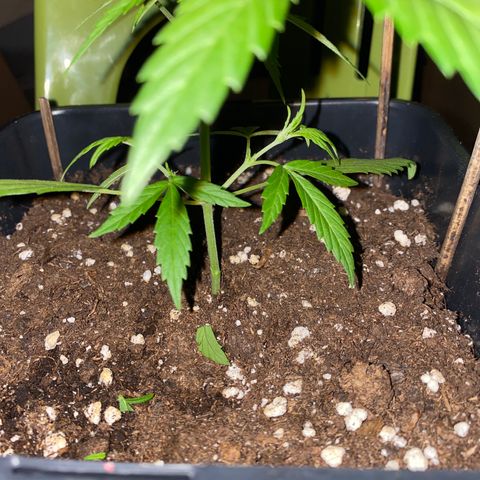 Banana Blaze  growlog timeline photo