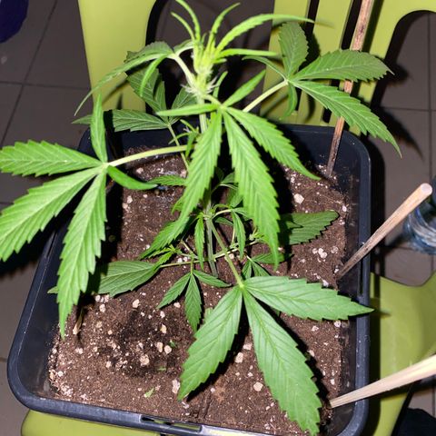 Banana Blaze  growlog timeline photo
