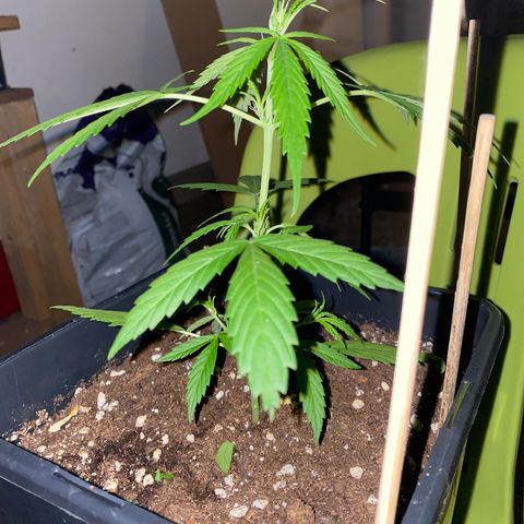 Banana Blaze  growlog timeline photo