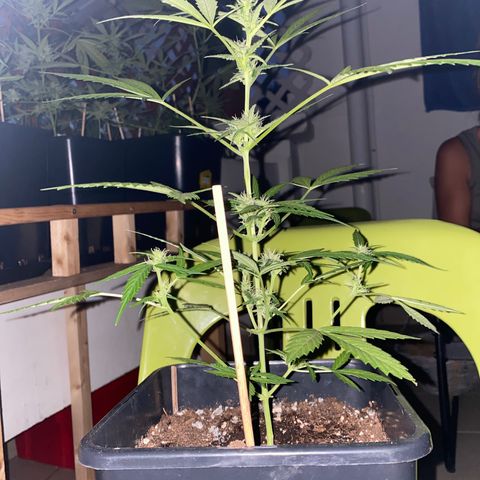 Banana Blaze  growlog timeline photo