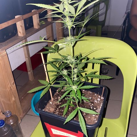 Banana Blaze  growlog timeline photo