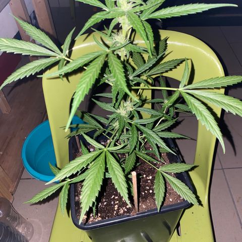 Banana Blaze  growlog timeline photo
