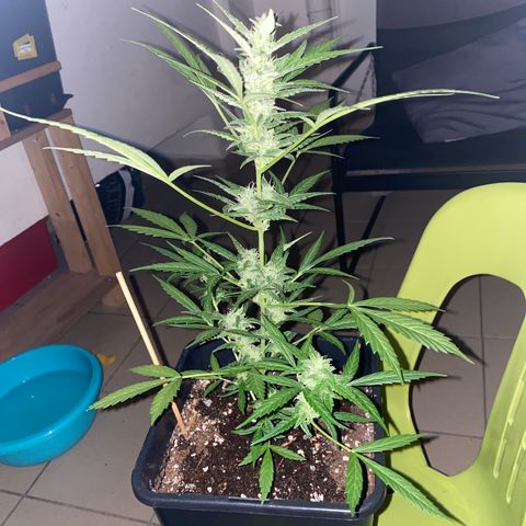 Banana Blaze  growlog timeline photo