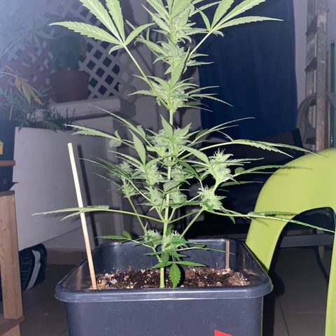 Banana Blaze  growlog timeline photo