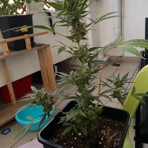 Banana Blaze  growlog timeline photo