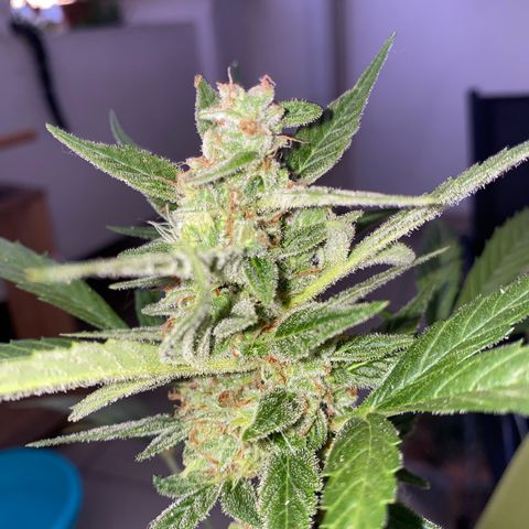 Banana Blaze  growlog timeline photo