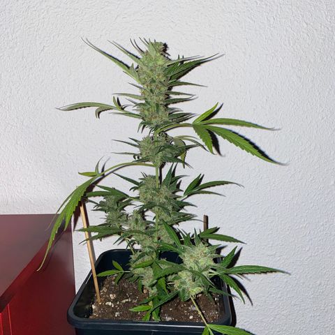 Banana Blaze  growlog timeline photo