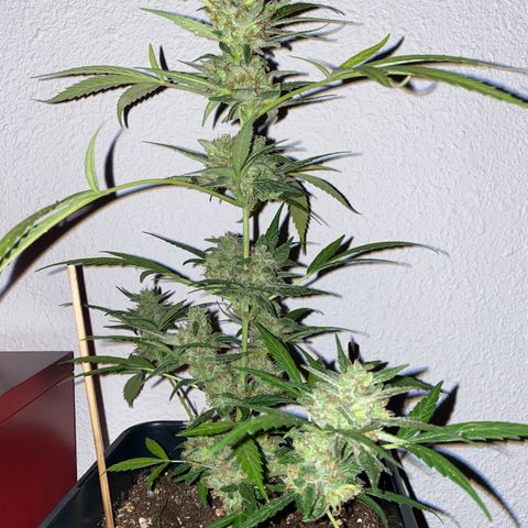 Banana Blaze  growlog timeline photo